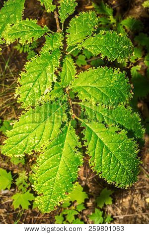 Macro Photo Of Green Leaves Of Trees And Bushes With A Damaged Edge On A Background Of Green Foliage