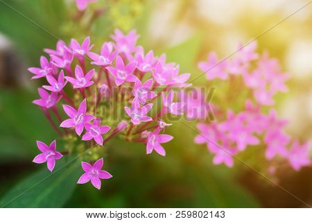 Pentas Lanceolata Or Egyptian Star Cluster Flowers Blooming In Garden.
