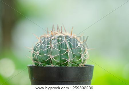 Close-up Thor Of Mini Cactus With Macro And Select Focus