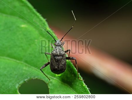 Macro Photography Of Little Shield Bug On Green Leaf