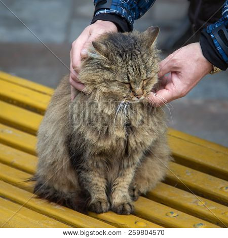 Male Hands Caress A Large Fluffy Cat Sitting On A Bench In The Street