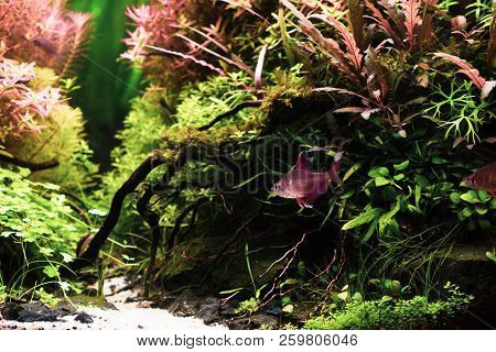 Still Life Close Up Of Beautiful Tropical Aqua Scape, Nature Aquarium Green Plant An Tropical Colorf