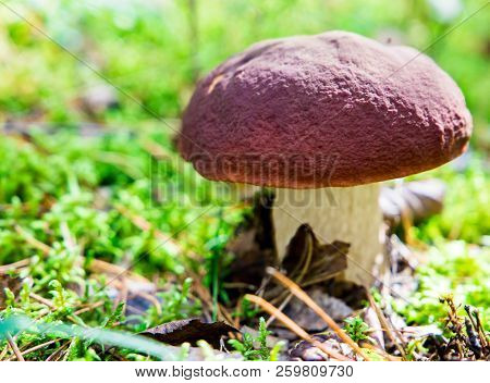 A Very Delicious And Salubrious Mushroom Porcini Or Cep In It's Natural Habitat.