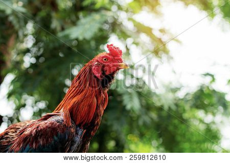 Chicken In Countryside And Tree With The Sky.
