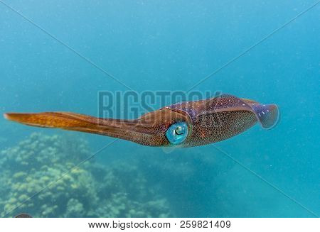 Squid Are Cephalopods Of The Two Orders Myopsida And Oegopsida,