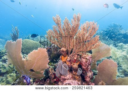 Coral Reef In Carbiiean Sea Garden Scene Of Marine Enviorment