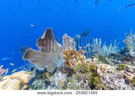 Coral Reef In Carbiiean Sea Garden Scene Of Marine Enviorment