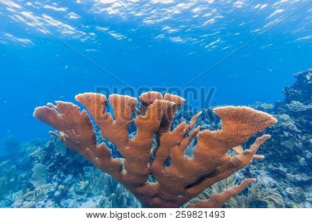Coral Reef In Carbiiean Sea Elkhorn Coral  In Close Uo