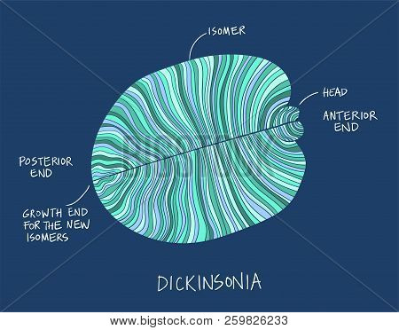 Dickinsonia Fossil Illustration. Ancient Fossil From The Ediacaran Period Sketch With Ink And Blue S