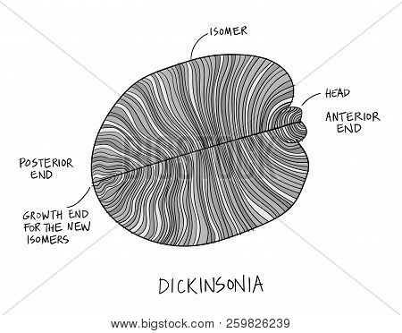 Dickinsonia Fossil Illustration. Ancient Fossil From The Ediacaran Period Sketch With Ink In Black A