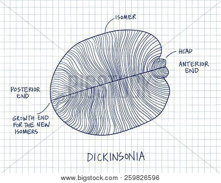 Dickinsonia Fossil Illustration. Ancient Fossil From The Ediacaran Period Sketch With Blue Ink