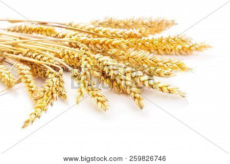 Sheaf Of Ripe Ears Of Wheat Isolated On White Background