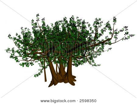 Banyan Tree