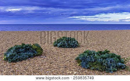Sea Kale (crambe Maritima) Plants Growing On The Beach In Dorset, United Kingdom