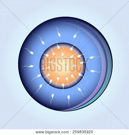 Sperm Moving To The Egg Vector Illustration Of The Reproduction. Spermatozoon Under The Microscope.