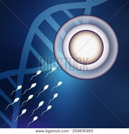 Fertile Egg Cells, The First Stage Of The Birth Of A New Life. Connections Of Two Germ Cells Of The 