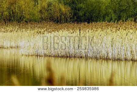 Golden Reed - Autumn In Bedfont Lakes Country Park, London, United Kingdom