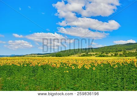 Fielda Of An Yellow Sunflowers In Bulgaria