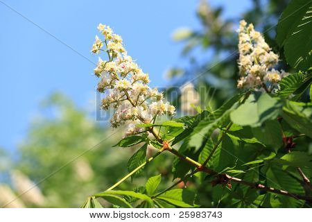 Kwitnące gałęzie kasztan (Aesculus hippocastanum) na tle zielonych liści i niebo