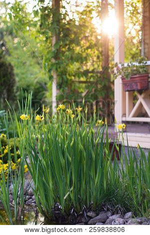 Yellow Iris Near The Pond, Sunset Lighting