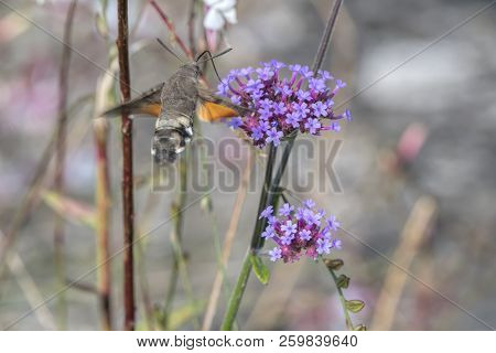 Sphinx Of The Gallium On Flower