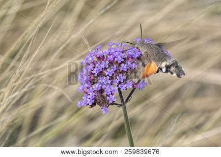 Sphinx Of The Gallium On Flower