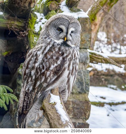 Picture Of A Great Grey Owl At Winter Time