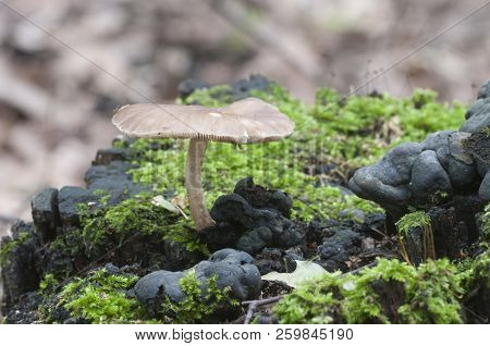 Deer Mushroom (pluteus Cervinus) Near A Birch Tree Stump