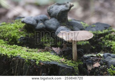 Deer Mushroom (pluteus Cervinus) Near A Birch Tree Stump