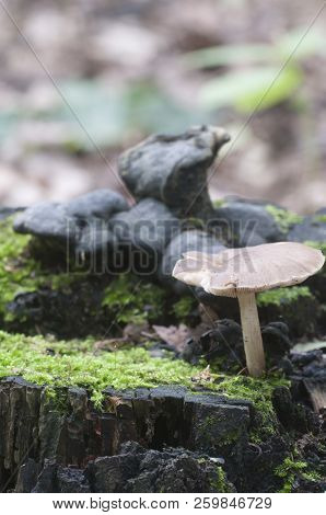 Deer Mushroom (pluteus Cervinus) Near A Birch Tree Stump