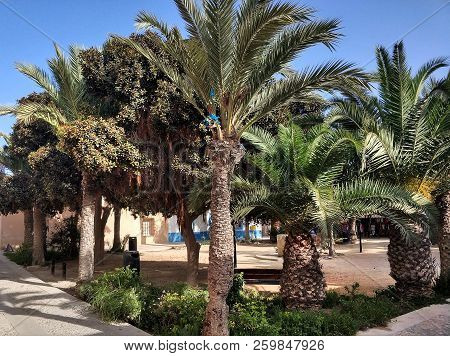 Palm Trees On The Street Of Tabarca Island At Summer. The Tiny Island Of Tabarca Is One Of The Top T