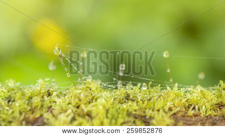 Macro Waterdrop On Green Moss / Lichen Over The Tree With Sunlight In The Forest On Bokeh Background