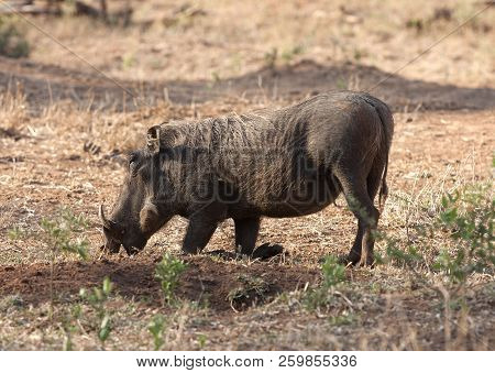 Wart Kneel When Rooting Out Food With Their Tusks