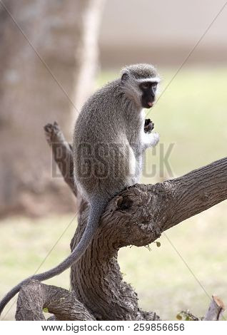 A Vervet Monkey Surveys His Territory From A Stump