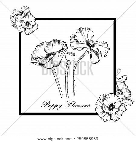 Decorative Elements Set. Hand Drawn Vector Ink Illustration Of Poppy Flowers. Picture Frames