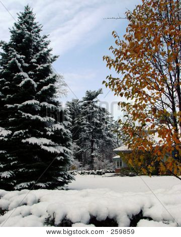 Spadek liści śniegu