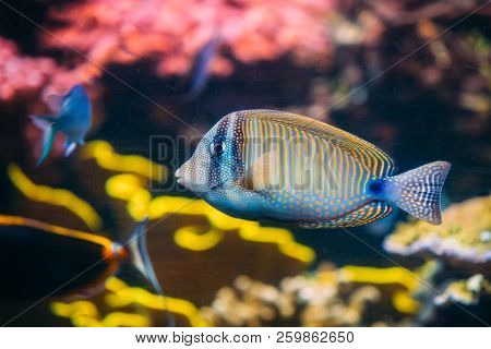 Kole Tang Or Spotted Surgeonfish Or Goldring Surgeonfish Or Yellow-eyed Tang Fish Ctenochaetus Strig