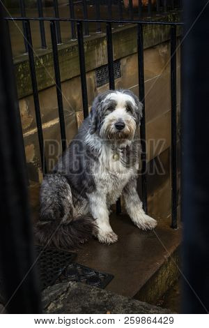 Bearded Collie Sitting On Steps Looking At Camera In Edinburgh