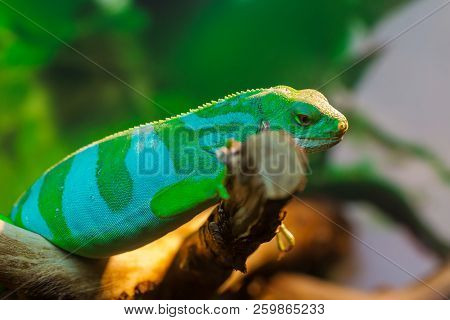 Close Up View Of Giant Reptile Iguana Lizard With Plants Behind. Iguanidae Family.