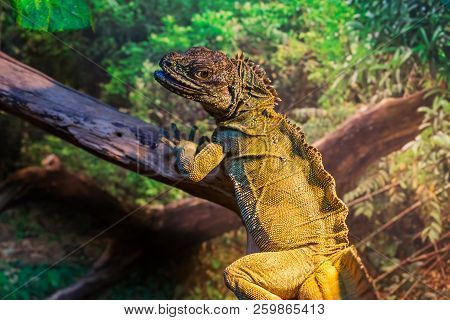 Close Up View Of Giant Reptile Iguana Lizard With Plants Behind. Iguanidae Family.