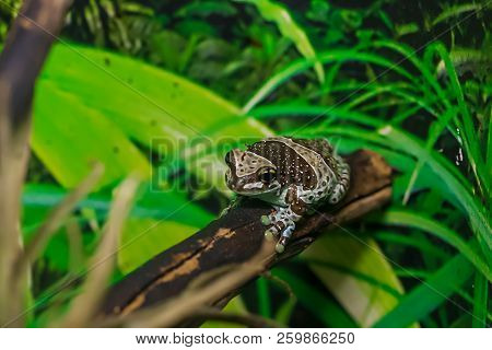 Amazon Milk Frog, Trachycephalus Resinifictrix, Emerging From Leaves