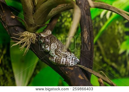 Amazon Milk Frog, Trachycephalus Resinifictrix, Emerging From Leaves