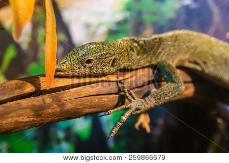 Close Up View Of Giant Reptile Iguana Lizard With Plants Behind. Iguanidae Family.