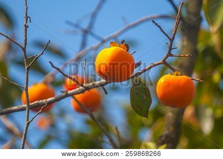 Ripe Orange Persimmons On The Persimmon Tree, Fruit