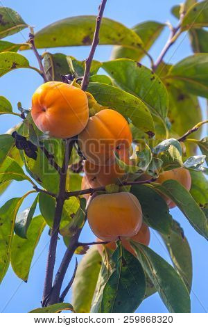 Ripe Orange Persimmons On The Persimmon Tree, Fruit