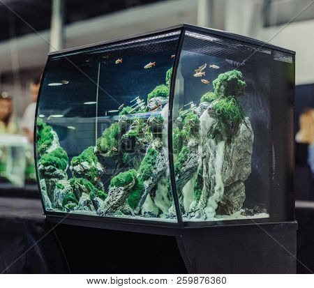 Designer Aquarium With Fresh Water In The Interior