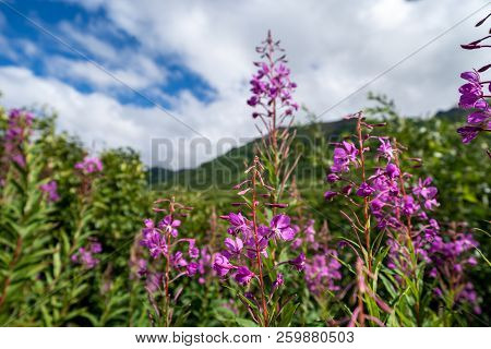 Close Up View Of Alaska Fireweed Wildflower In The Meadow. Sunny Alaska Interior Day