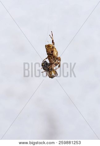 Spider Eats Wasp On White Background In Summer