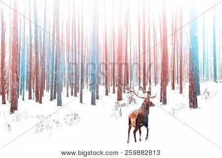 Lonely Noble Deer Male In Snowy Winter Forest. Christmas Winter Image In Pink And Blue Ciolor.