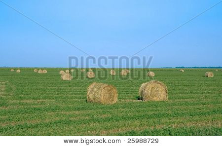 Ball der Mais Stroh in einem Feld mit blauer Himmel